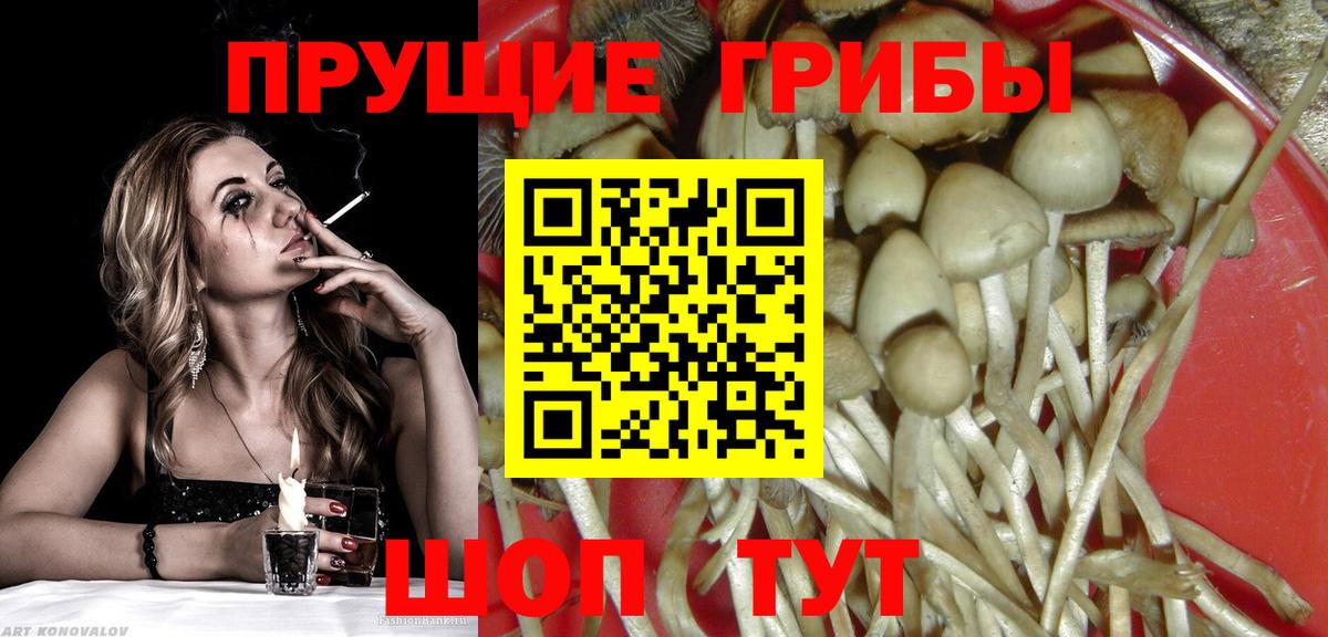 Псилоцибиновые грибы мицелий  Вход с VPN  Кузнецк 
